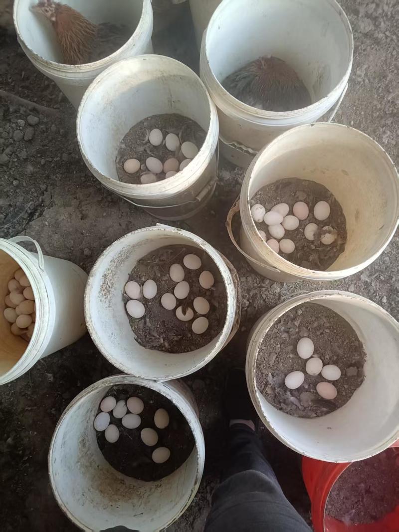 河北农家散养柴鸡蛋鸡场直发货源充足保证质量欢迎电话联系