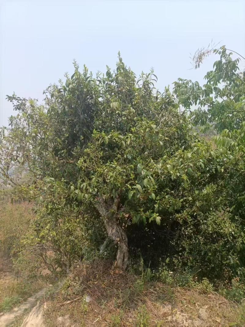 云南古树红茶产地直发口感好价格从优质量保证欢迎选购