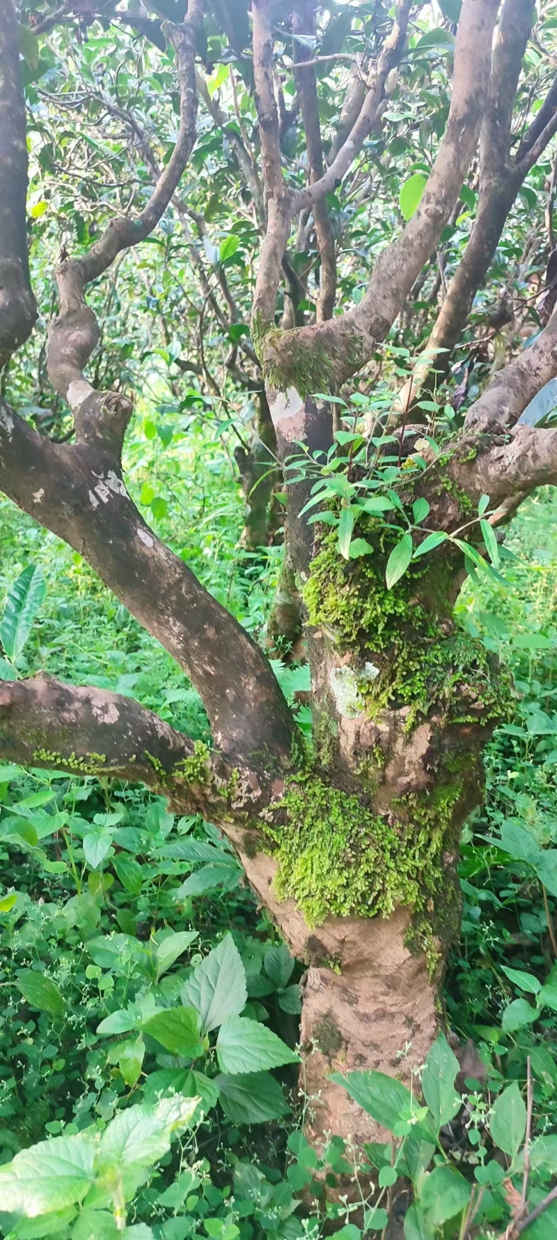 云南古树红茶产地直发口感好价格从优质量保证欢迎选购