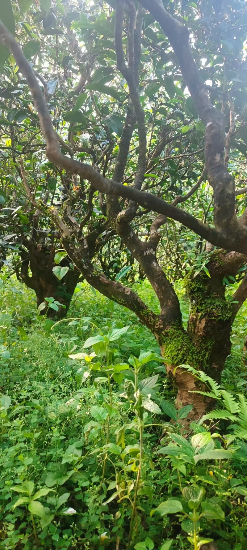 云南普洱茶产地一手货源价格美丽品质保证欢迎选购