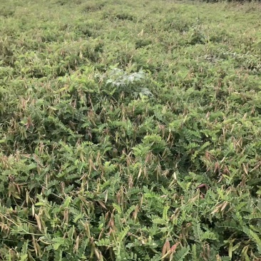 沙苑子陕西渭南大荔药材大量有货厂家直发