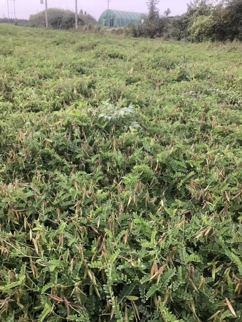 沙苑子陕西渭南大荔药材大量有货厂家直发