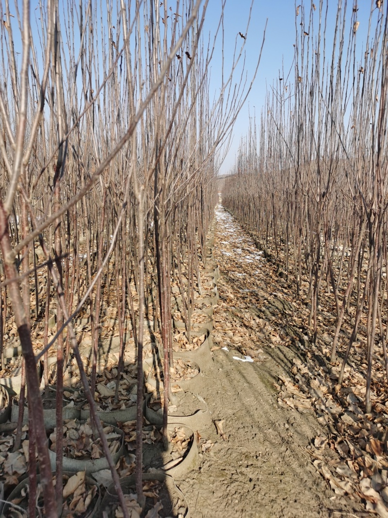 【热卖推荐】鸡心果苗海棠苗基地直销支持视频看货