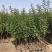 【热卖推荐】鸡心果苗海棠苗基地直销支持视频看货