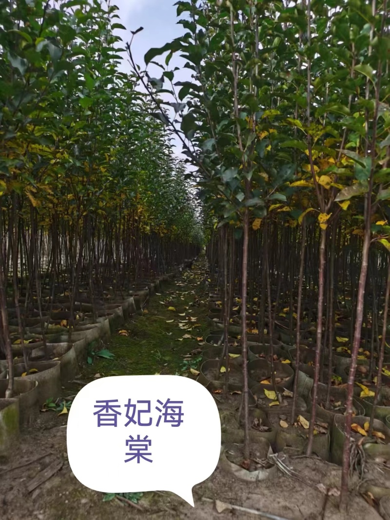 香妃海棠苗基地直销量大质优价格优惠欢迎各大老板采购