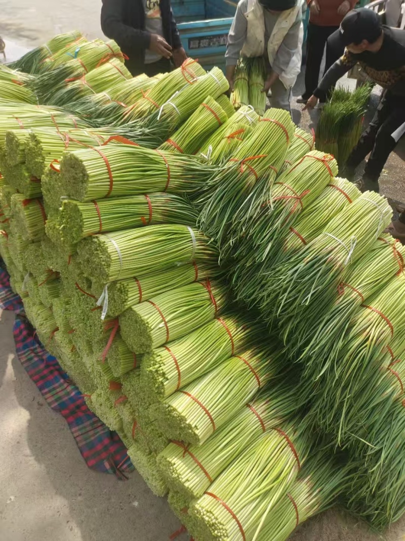 蒜薹红帽蒜薹开封红帽蒜苔产地直销干苔无泡欢迎