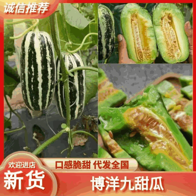 【推荐】潍坊青州博洋九号甜瓜羊角蜜甜瓜质优价廉欢迎来电
