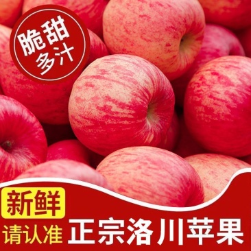 【大量上市】陕西洛川红富士苹果产地一手货源量大从优