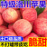 【大量上市】陕西洛川红富士苹果产地一手货源量大从优