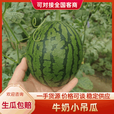 河南中牟牛奶小吊瓜L6002K小吊瓜欢迎联系