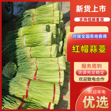 河南蒜薹中牟红帽蒜薹对接电商市场商超等各类客户