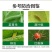 5%阿维菌素果树蔬菜小叶娥水稻卷叶蛾蚜虫杀虫剂