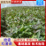 《红薯苗》哈密红薯苗/河南红薯苗/基地直发/全国发货