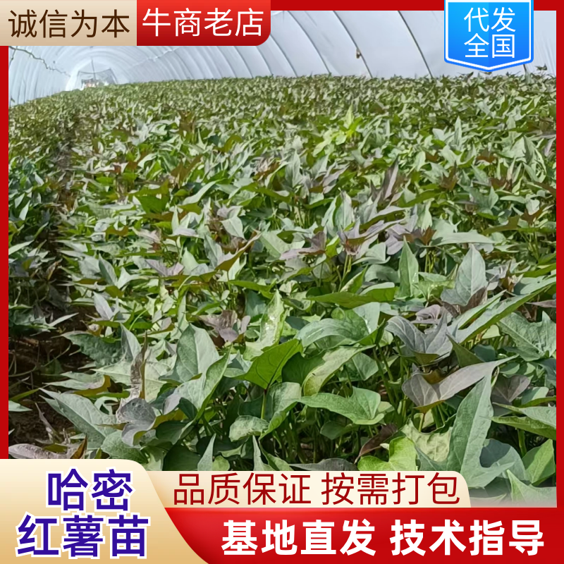 《红薯苗》哈密红薯苗/河南红薯苗/基地直发/全国发货