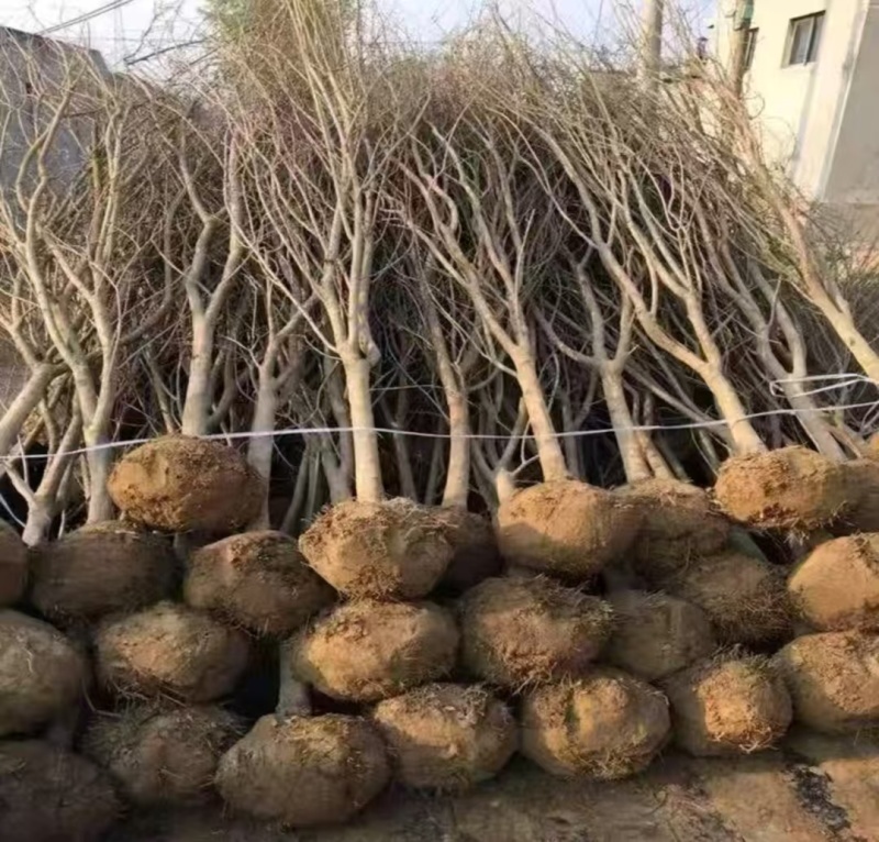 蜂糖李子苗恐龙蛋李子苗，都是嫁接苗。保证质量纯度，