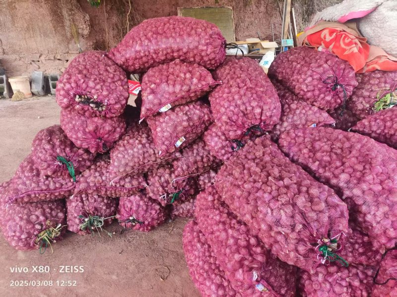 云南大理大蒜，红皮蒜，视频看货，量大从优