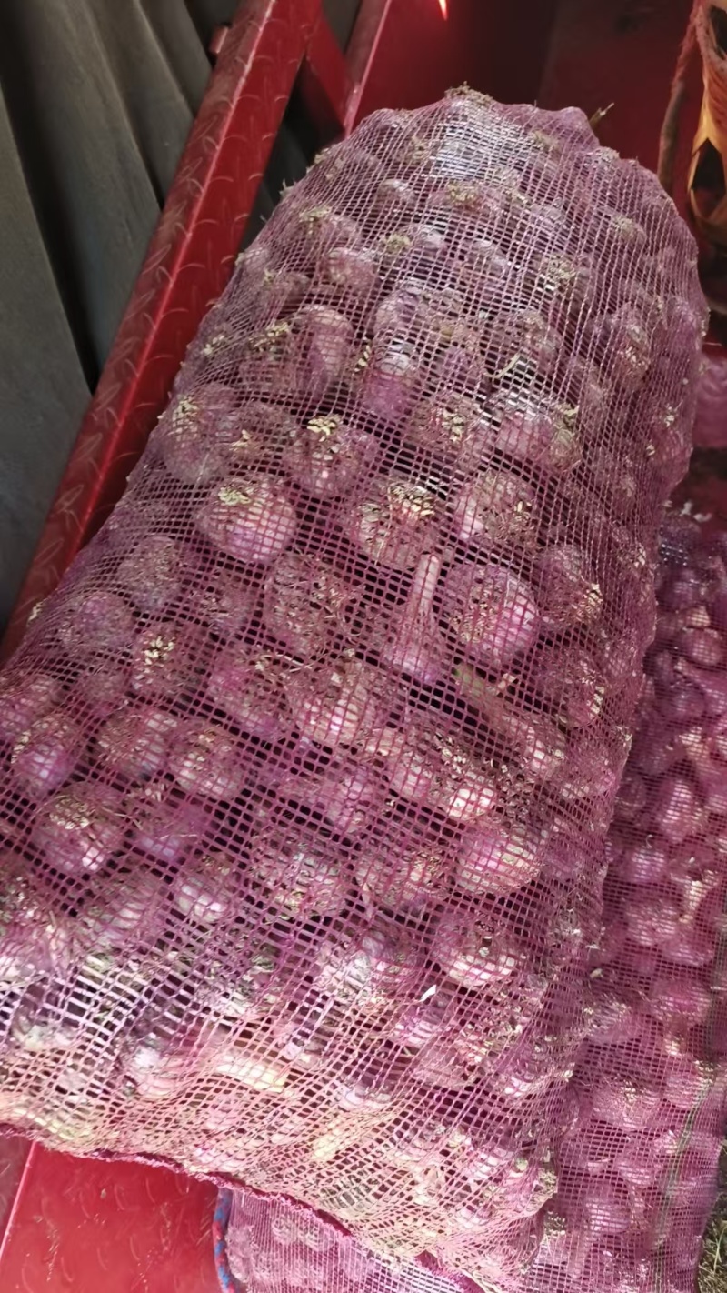 云南大理大蒜，红皮蒜，视频看货，量大从优
