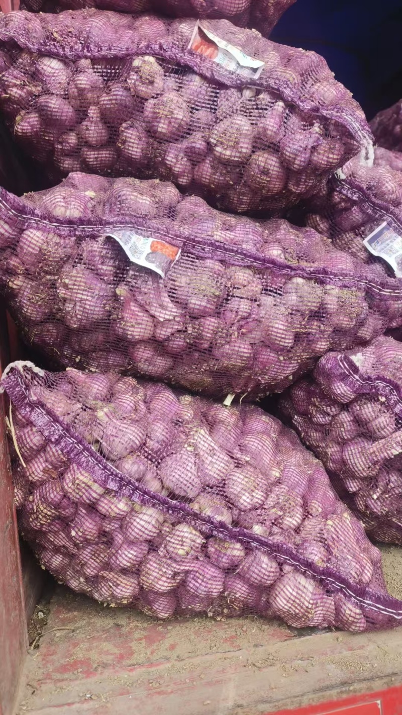 云南大理大蒜，红皮蒜，视频看货，量大从优
