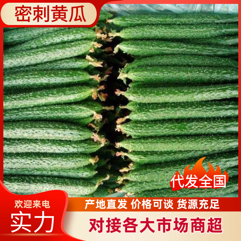 {牛商}河南夏邑县密刺黄瓜，大量上市，产地直发，欢迎来电