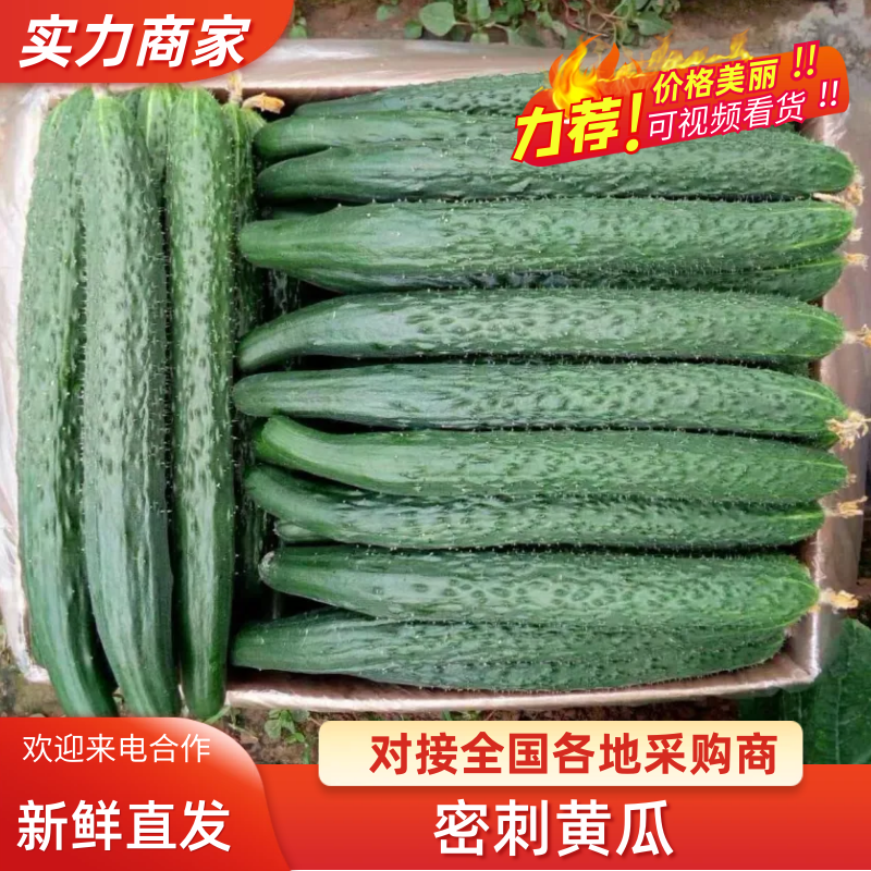 {牛商}河南夏邑县密刺黄瓜，大量上市，产地直发，欢迎来电