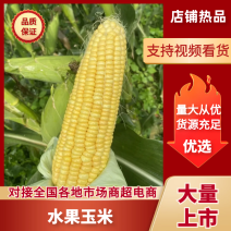 水果玉米徐闻玉米产地一手货源量大价优对接各大市场