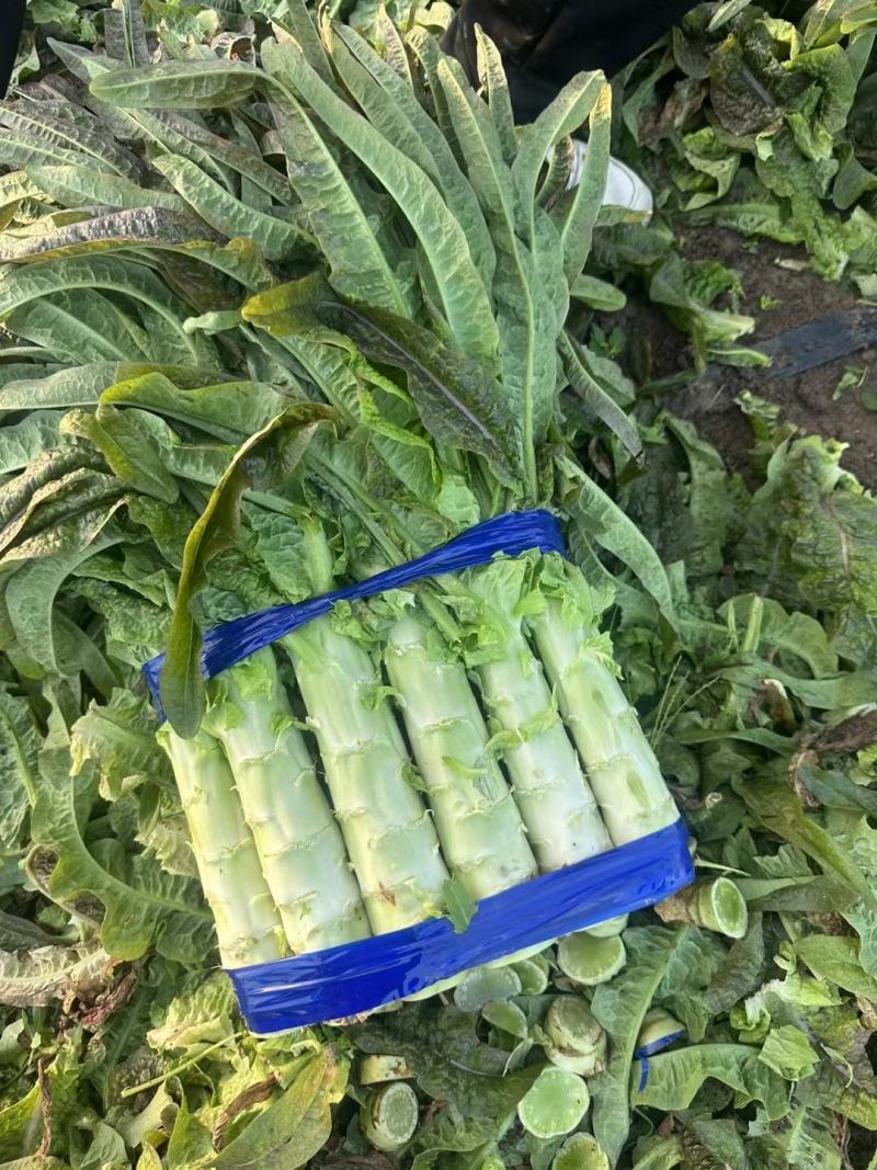 湖北红尖叶莴笋莴苣产地一手货源品质保证现货先发对接全国