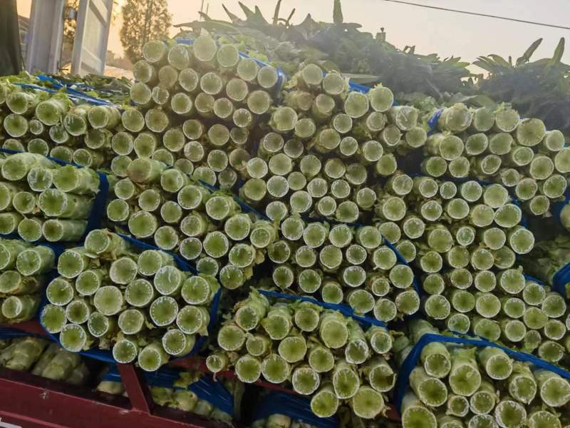 湖北红尖叶莴笋莴苣产地一手货源品质保证现货先发对接全国