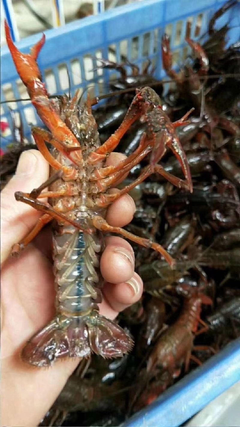 洪湖清水小龙虾底板干净肉质饱满一手货源产地直发