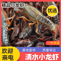 洪湖清水小龙虾底板干净肉质饱满一手货源产地直发