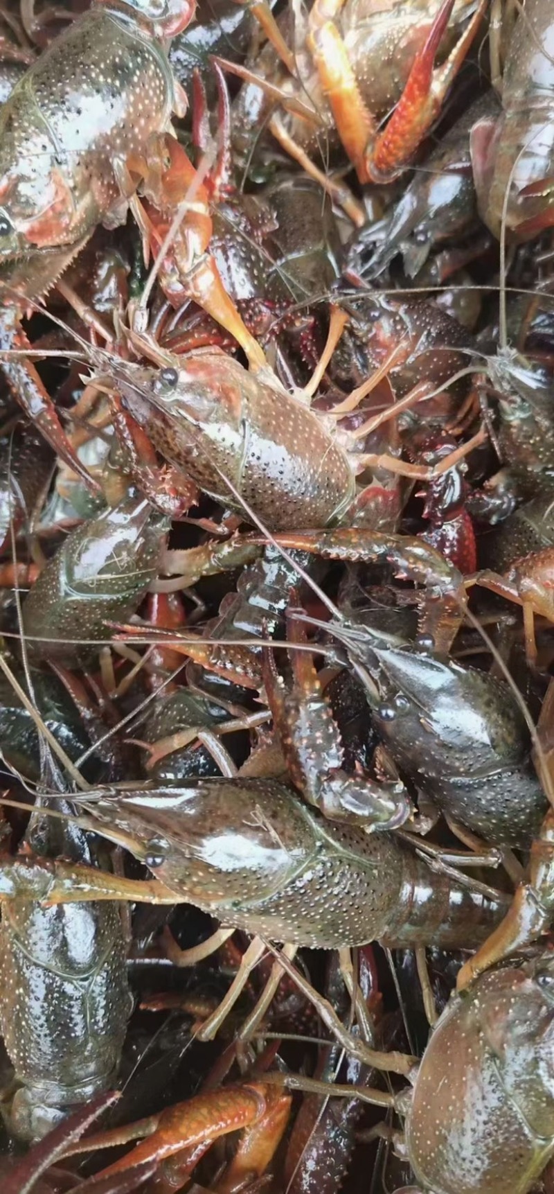 洪湖清水小龙虾底板干净肉质饱满一手货源产地直发