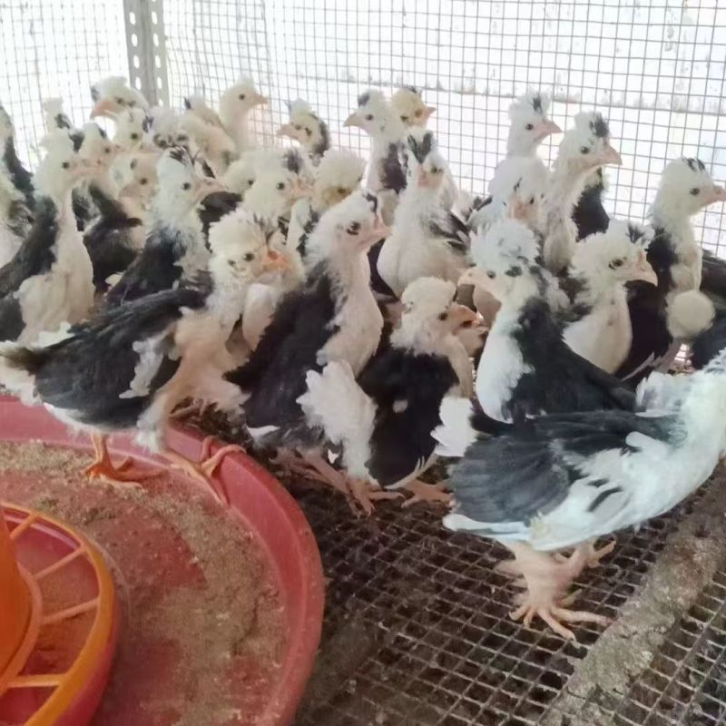 贵妃鸡苗出壳苗40克左右厂家直销防疫齐全诚信服务假一赔十