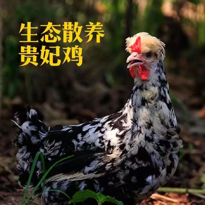 贵妃鸡苗出壳苗40克左右厂家直销防疫齐全诚信服务假一赔十