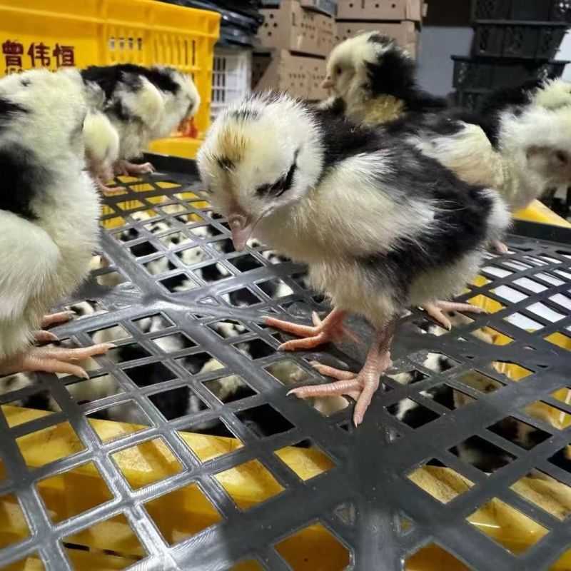 贵妃鸡苗出壳苗40克左右厂家直销防疫齐全诚信服务假一赔十