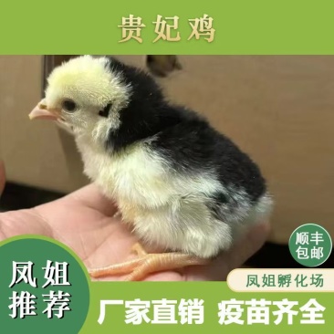 贵妃鸡苗出壳苗40克左右厂家直销防疫齐全诚信服务假一赔十