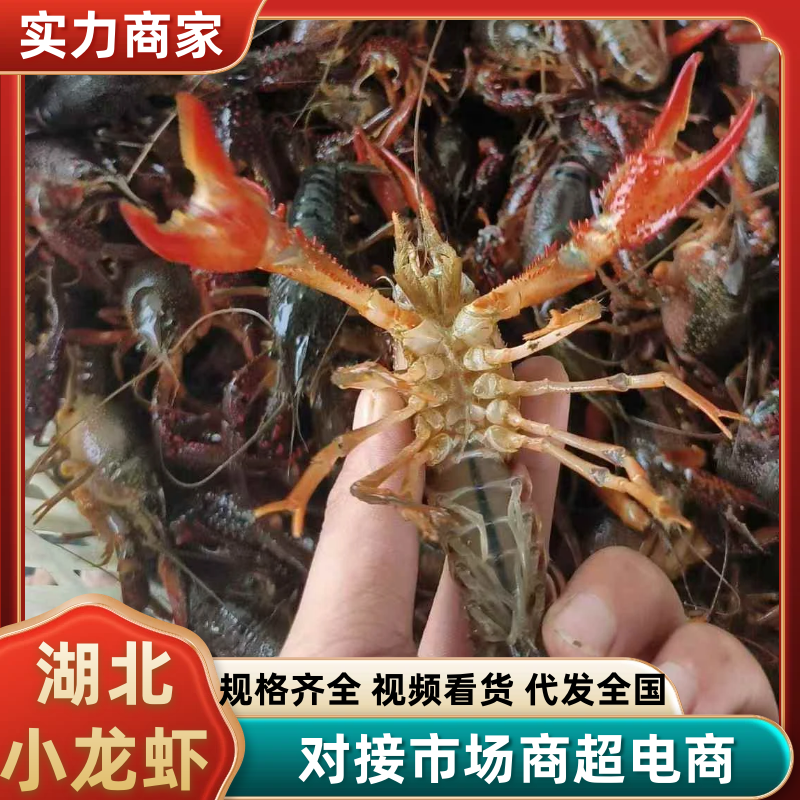 【推荐】湖北小龙虾/大青中青小青规格齐全/视频看货