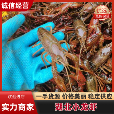 【实力推荐】湖北潜江小龙虾/小青中青大青/一手货源/