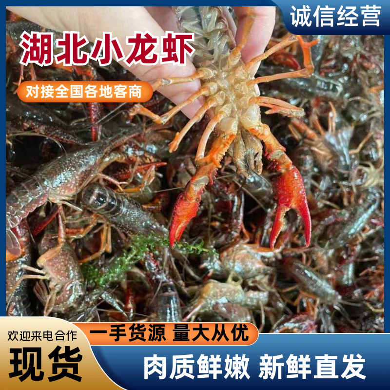 湖北小龙虾/自家虾塘养殖/视频看货/规格齐全
