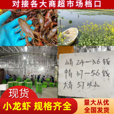 湖北小龙虾/一手货源/视频看货/质量保证