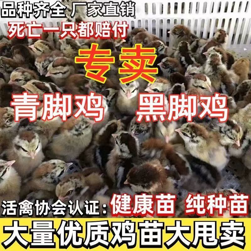 黑瑶土鸡苗瑶鸡苗防疫齐全一手货源全国发货厂家直销