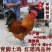 红瑶土鸡苗大种红毛公鸡苗质量保证品种纯种厂家一手货源