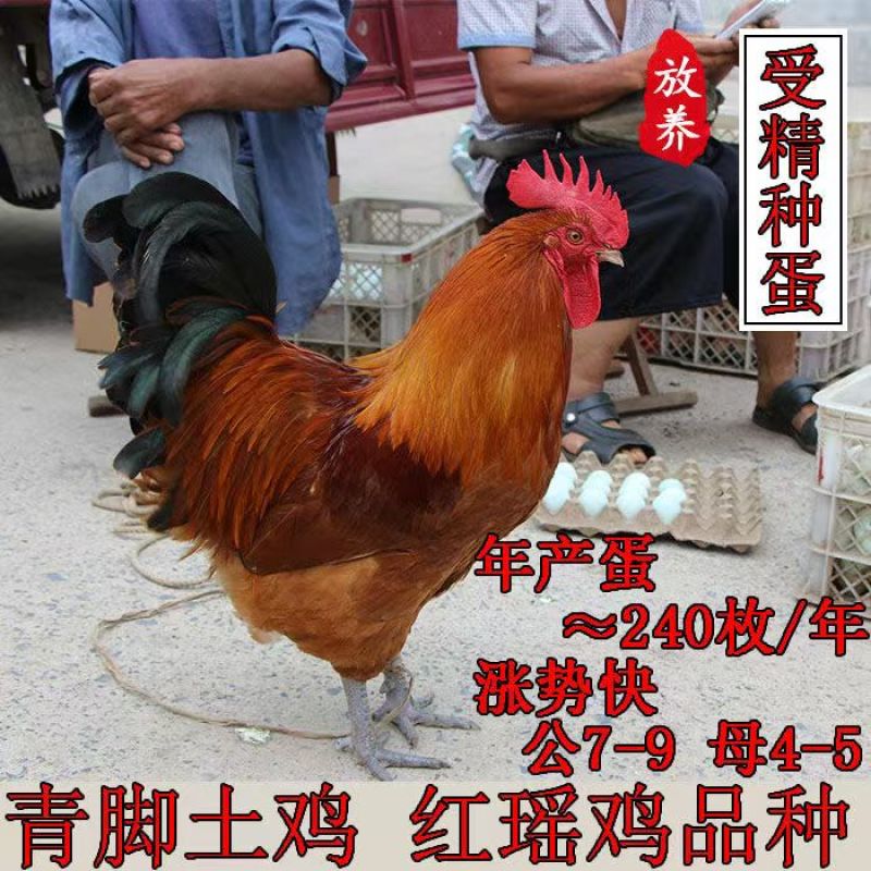 红瑶土鸡苗大种红毛公鸡苗质量保证品种纯种厂家一手货源
