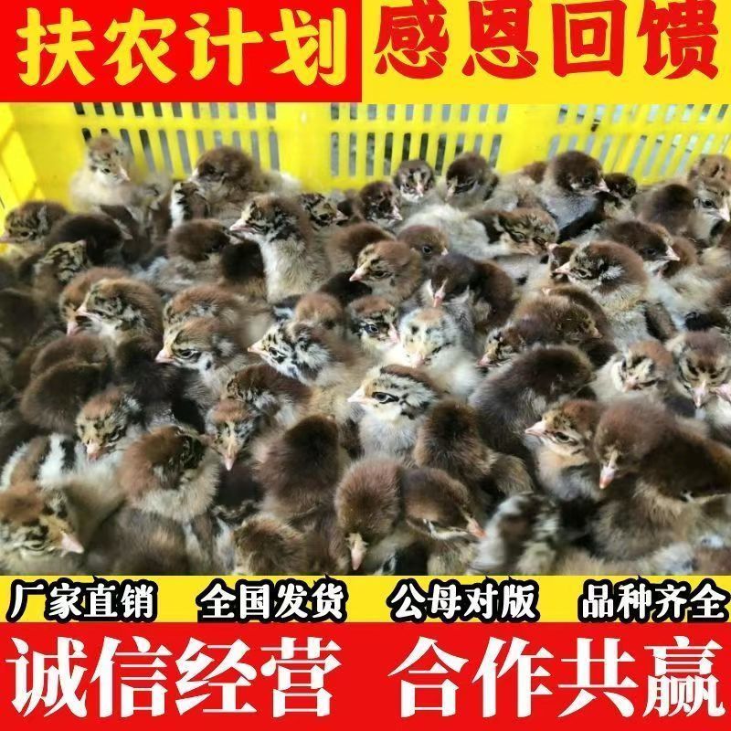 红瑶土鸡苗大种红毛公鸡苗质量保证品种纯种厂家一手货源