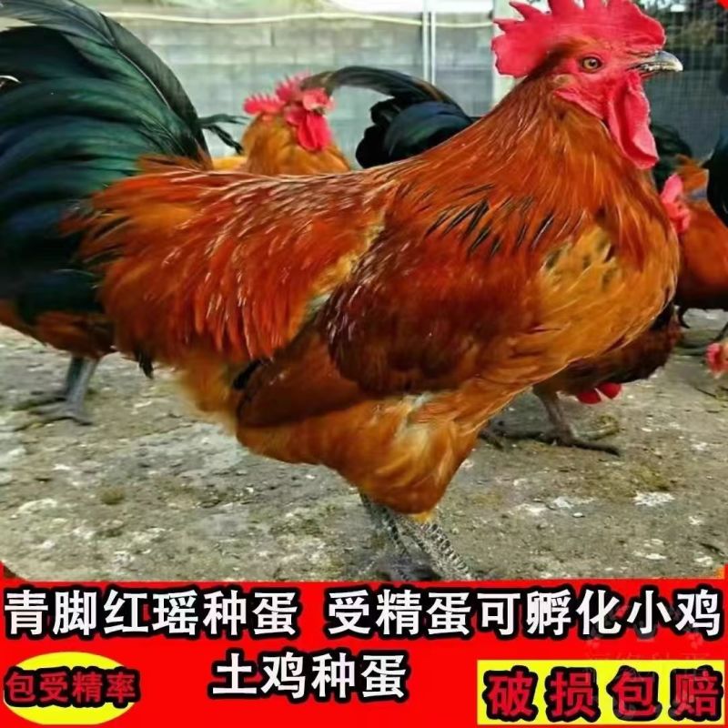 红瑶土鸡苗大种红毛公鸡苗质量保证品种纯种厂家一手货源