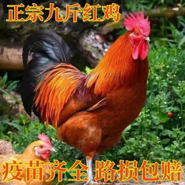 九斤红鸡苗特大型鸡苗品种正宗质量保证欢迎实地考察