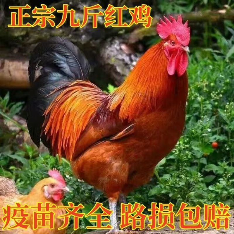 九斤红鸡苗特大型鸡苗品种正宗质量保证欢迎实地考察