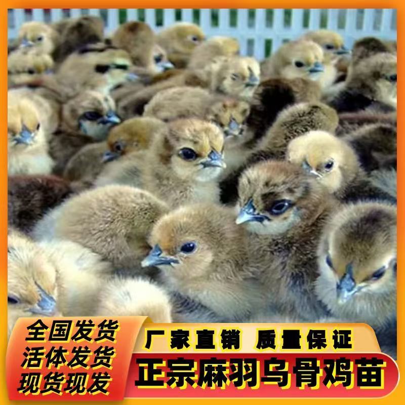 乌鸡苗红羽黑肉乌鸡苗孵化场直销防疫齐全质量保证运输包活