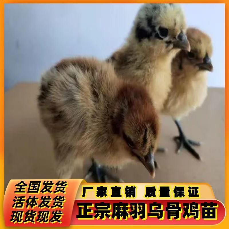 乌鸡苗红羽黑肉乌鸡苗孵化场直销防疫齐全质量保证运输包活