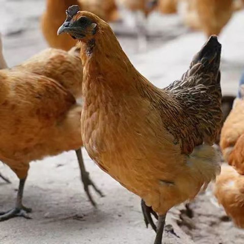 乌鸡苗红羽黑肉乌鸡苗孵化场直销防疫齐全质量保证运输包活