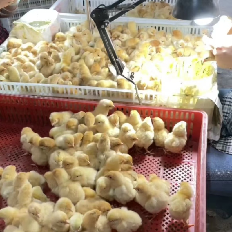小三黄鸡苗大三黄鸡苗九斤黄鸡苗品种纯正质量保证包打疫苗