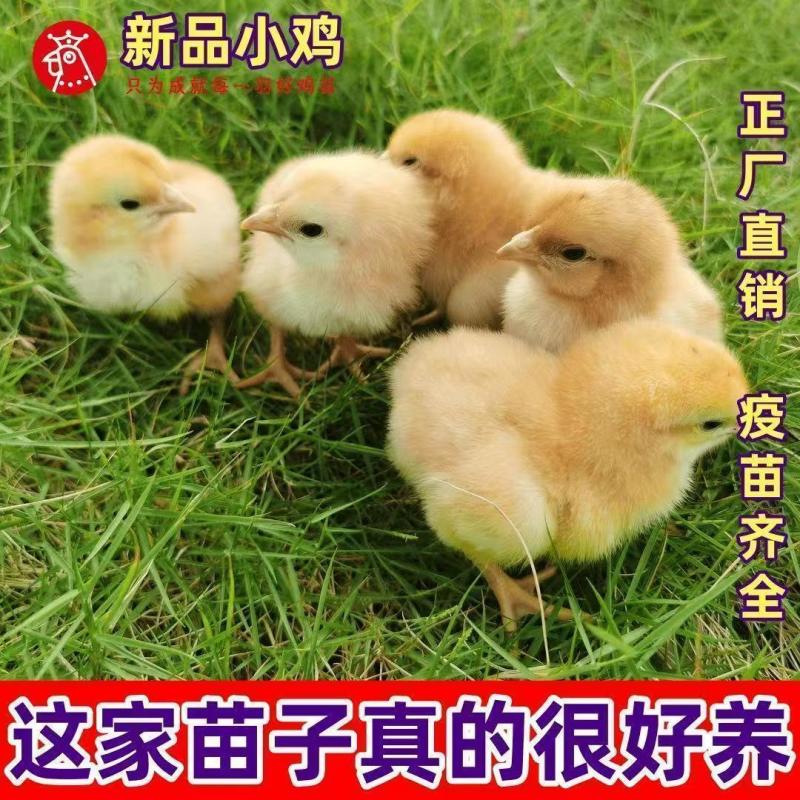 小三黄鸡苗大三黄鸡苗九斤黄鸡苗品种纯正质量保证包打疫苗